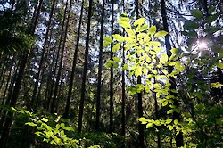 Nachhaltigkeit im Hotel- und Gastgewerbe in Bayern